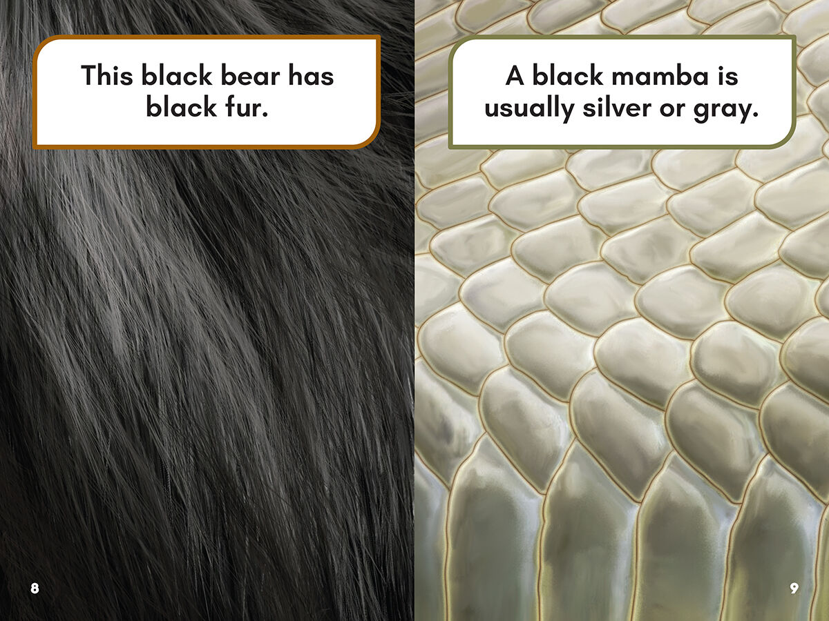 Thumbnail 4 Would You Rather Be?: A Black Bear or a Black Mamba 