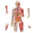 Thumbnail 1 Double-Sided Magnetic Human Body 