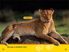 Thumbnail 5 National Geographic Kids: Animals in Action 15-Pack 
