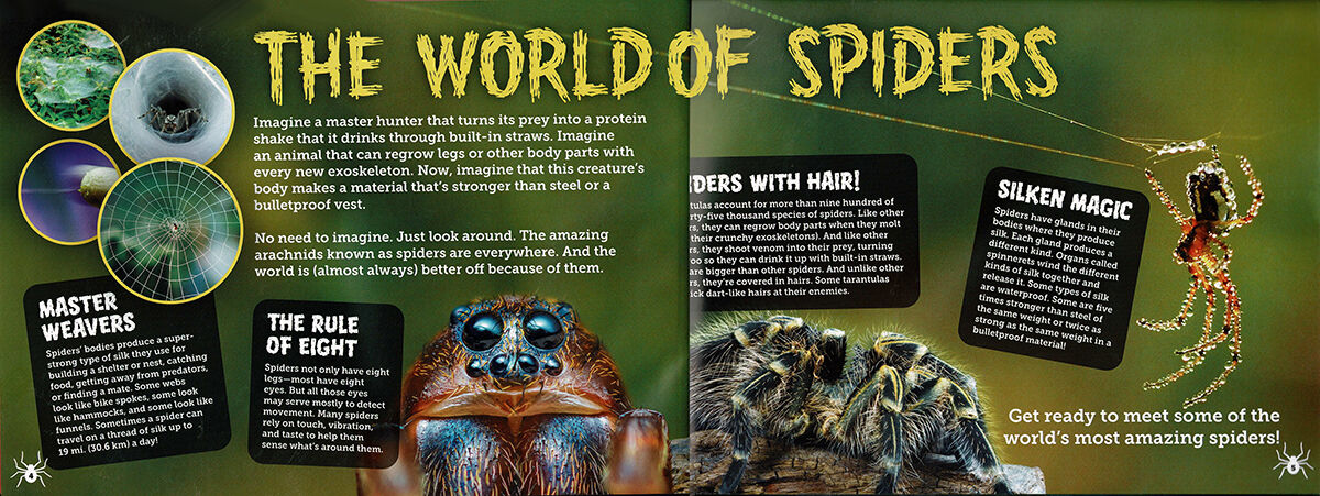 Thumbnail 2Tarantulas! And Other Spiders