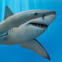 (PDF) July, Week 3 (Wednesday) Animals - Who Would Win? The Most Amazing Shark Ever! Activity